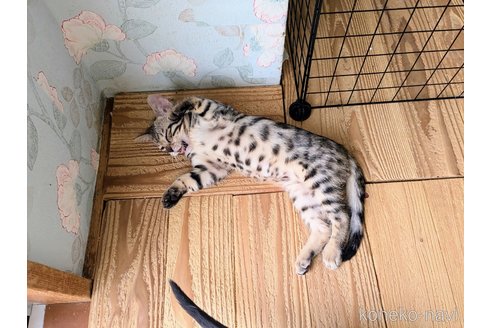 販売中の東京都のベンガル-115476の6枚目